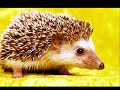 癒し系　動物　奇跡のショット！　Jazz　BGMにのせて