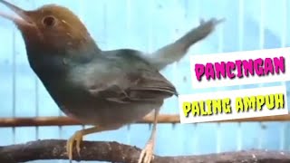 Suara Pancingan PRENJAK KEPALA Merah Jantan Gacor