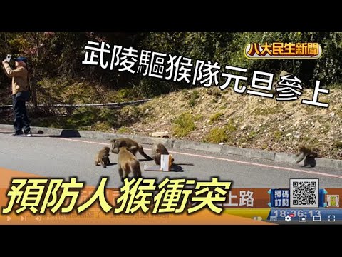 預防人猴衝突 武陵驅猴隊元旦參上 |【民生八方事】| 2022122909 @gtvnews27