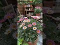 #nature #rainoundforsleep #lifeisbutadream #relax #garden #ihavethisthingwithplants