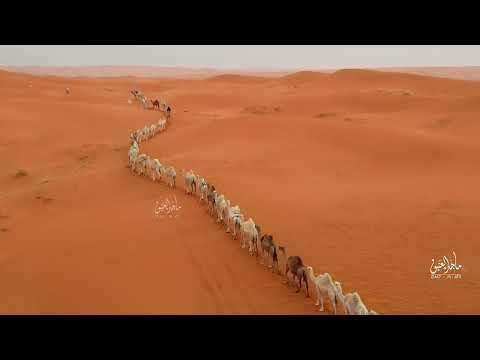 البل بعد الامطار الزلفي نفود الثويرات وسم ١٤٤٥ه