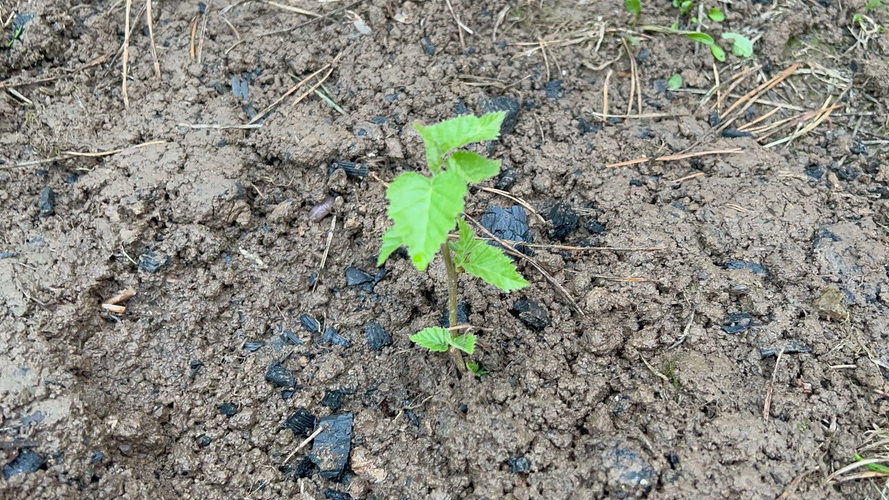 ОБЗОР НА УЧАСТОК ПОСАДИЛ МАЛЕНЬКУЮ БЕРЕЗУ ВСЕ ПОЧТИ РАСПУСТИЛОСЬ - YouTube