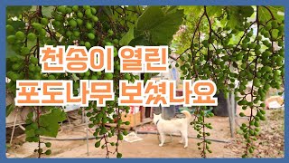 송이송이  천송이 열린 힐링되는 포도나무 구경하세요