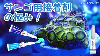 サンゴ用接着剤の極み！ショートマンTV！