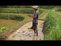 Precision Farming: Setting Up the New Paddy Season #RuralAgriculture #TraditionalFarming
