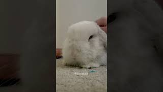 Download Lagu Have you seen a rabbit purr? MP3 Download Lagu Have you seen a rabbit purr? MP3