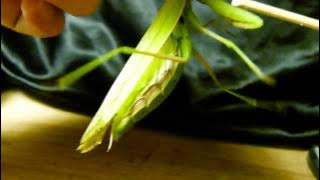 Angry Praying Mantis Hissing ウスバカマキリ♀の威嚇音♪