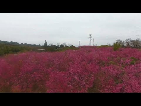 fauna and flora international Blooming cherry blossoms create pleasant sea of colours in east China