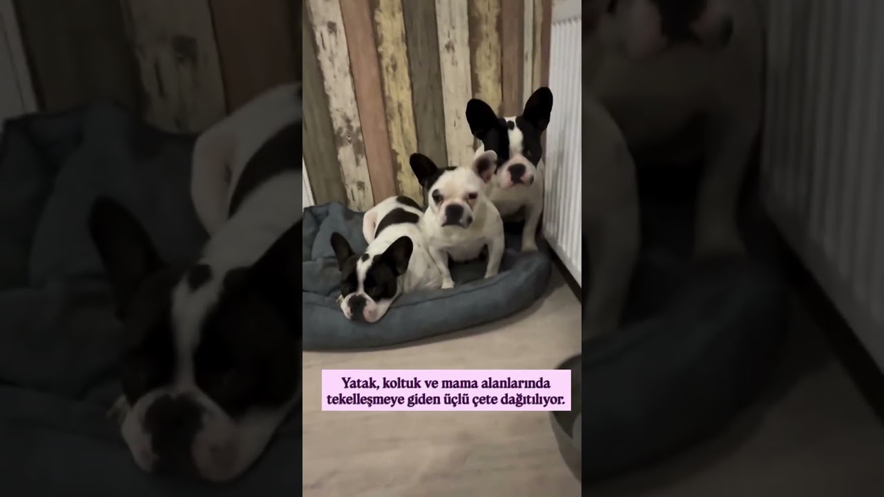 From Chaos to Comfort: Three Dogs Await Their Families. 