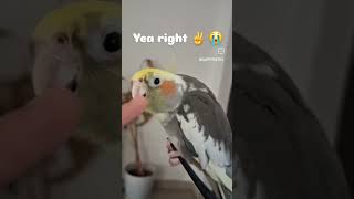 having birds is very peaceful #birds #petsunited #cockatiel #pet #viral #aww #floof #borb #petbirds
