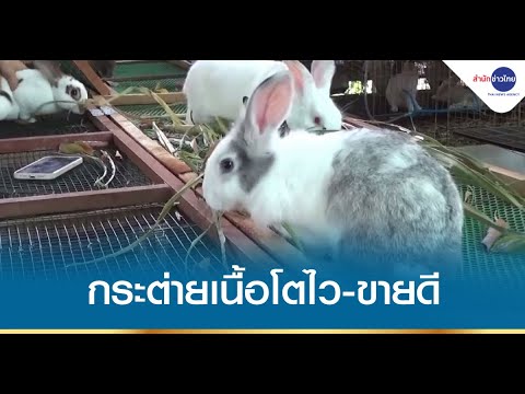 วีดีโอ: กระต่ายพันธุ์ไหนเหมาะกับเนื้อ