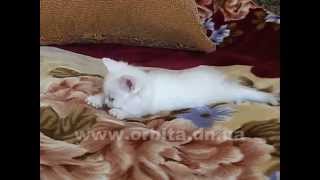 Мурлыкающие шотландцы Мурлыкающие шотландцы