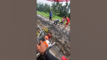 cắt lúa bắt chuột