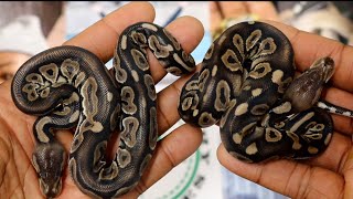 New pick ups | Double dose of chocolate | ball Python unboxing