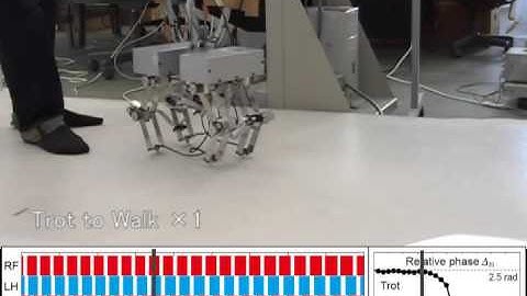 Trot to walk transition.mpg