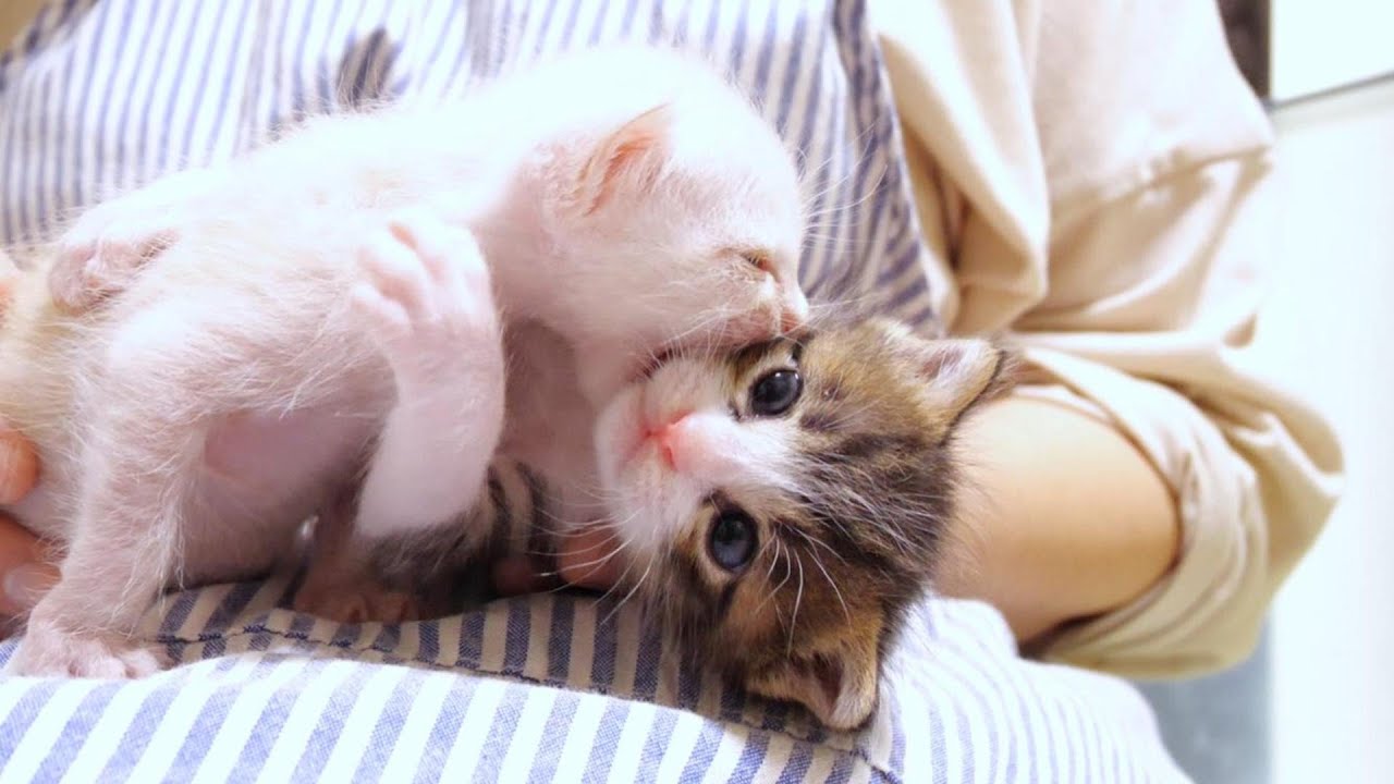 Kittens playing peacefully on your lap [Please turn on subtitles