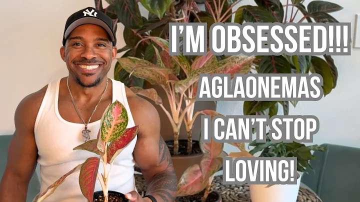 Top 5 Aglaonemas You Need in Your Plant Collection 🌱 | Easy Care & Colorful Houseplants