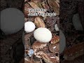 Lycoperdon puffball