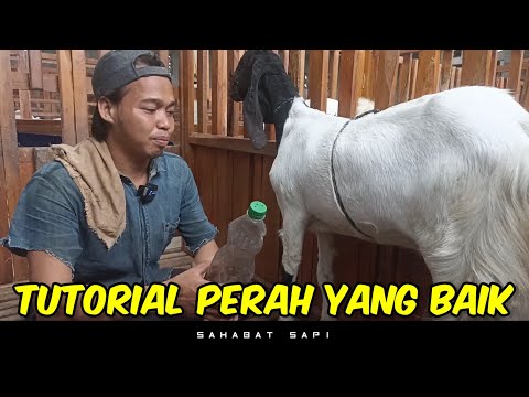 Tutorial Cara Memerah Susu Kambing Yang Baik | Lakukan ini Agar Kambing Tidak Terkena Mastitis