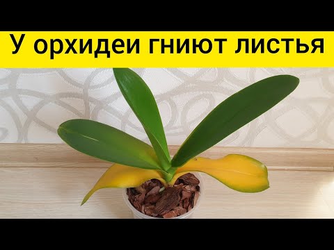 У орхидеи желтеют листья || Орхидея гниёт || Обработка орхидеи с желтыми листьями