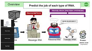 DNA vs RNA and Protein Synthesis 