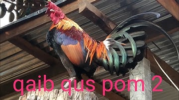 qaib qus txuam laus qua ntoog 02076871099app02054041868