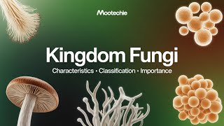 Kingdom Fungi | Characteristics, Classification &amp; Importance | Microbiology | Mootechie