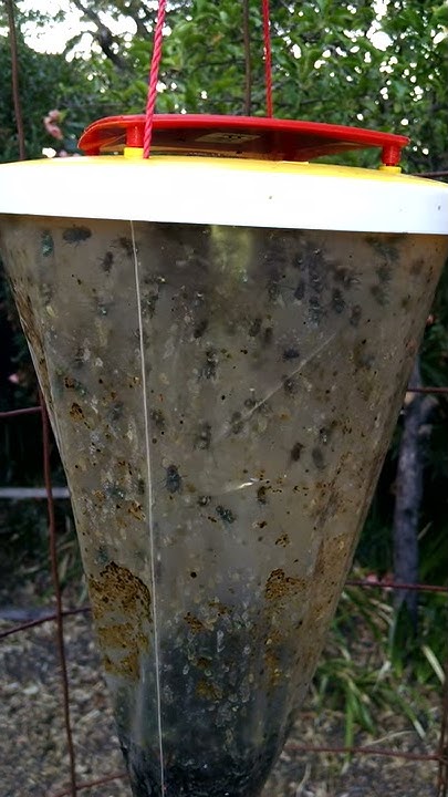 flies-buzzing-in-a-flies-be-gone-non-toxic-fly-trap-youtube
