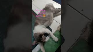 Kucing Manis Lagi Bobo Cantik #catlovers #animallovers