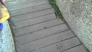 VID 20110815 114731