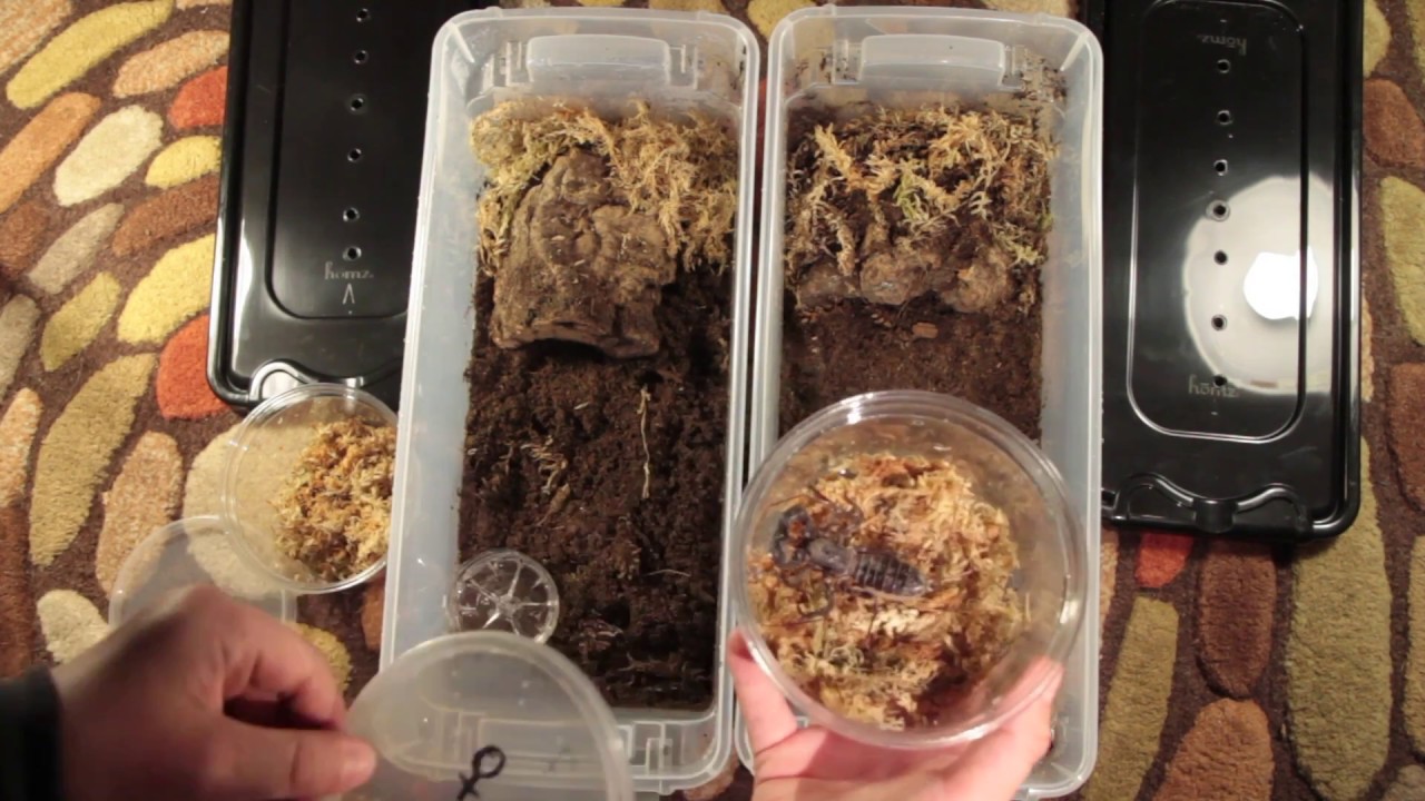 Vinegaroon Housing YouTube