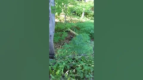Turkey in my yard