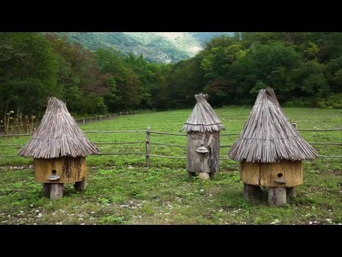 Ульи колоды ulyi kolody