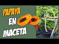 COMO TENER PAPAYA EN MACETA