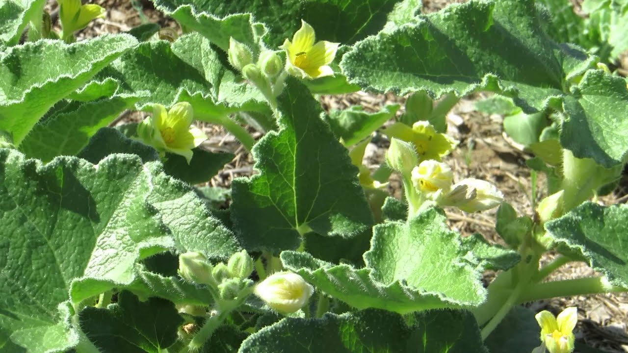 Цветение Бешеного Огурца!!!Кирьят-Ям.Израиль. - YouTube