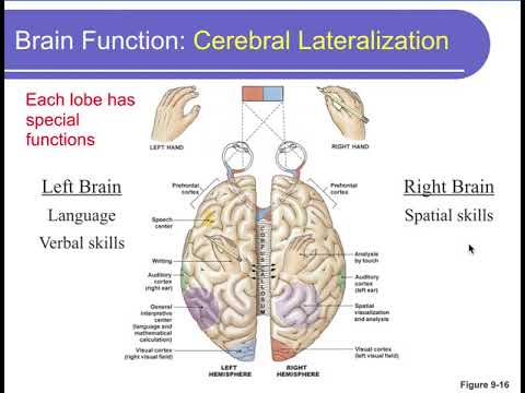 Physiology Chapter 9