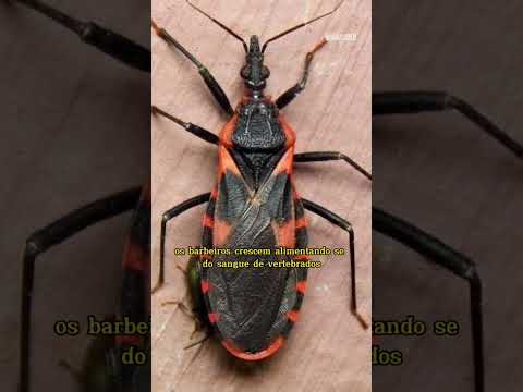 Vídeo: Insetos que se alimentam de marmelos: identificando pragas de insetos em árvores de marmeleiro