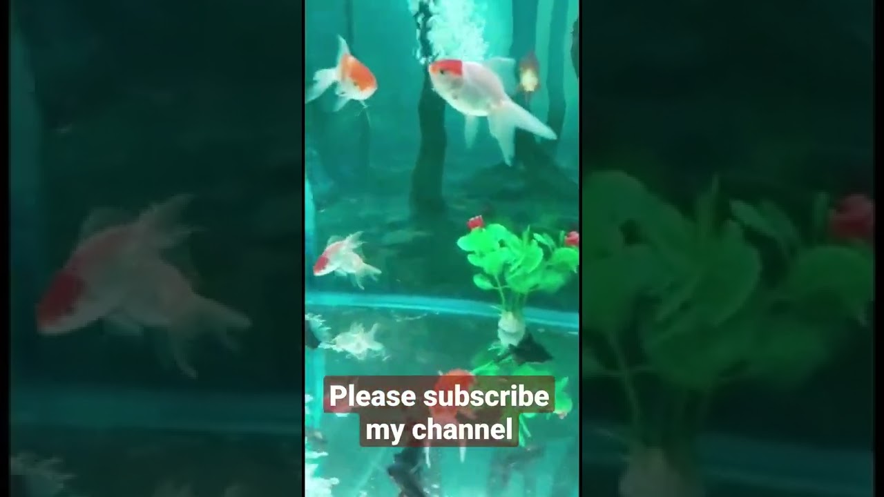 original red cap fish 》 Goldfish 》 koi fish 》 red tail  Shark fish 》black more fish 》 silver Arowana