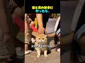 猫と夜の散歩に行ったら…