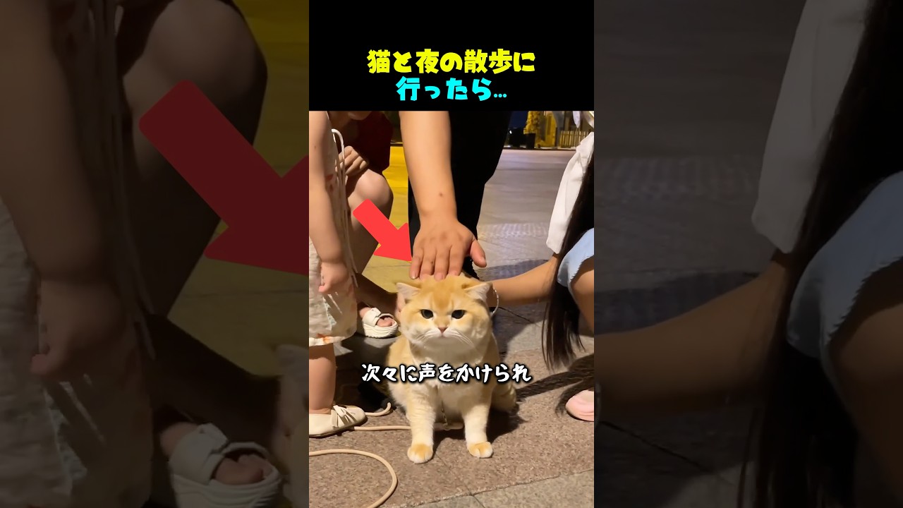 猫と夜の散歩に行ったら…