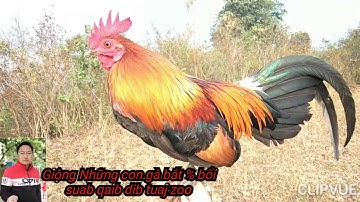 Kuv cov lau qaib dib dib tuaj zoo - thưởng thức giọng gà mồi hay ni