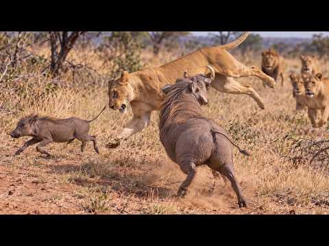 Why Lions Fear Warthogs | The Secret Life of a Wild Survivor | 4K Wildlife Documentary