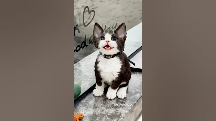 Video 11381921: cats kitten catlover pets, cats pets catlover funny, kitten catlover pets cute, cat cute funny smile