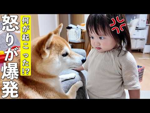 柴犬とラブラブだった1歳児が急にブチギレた理由が可愛すぎましたw