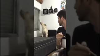 Dog Dancing On Bed