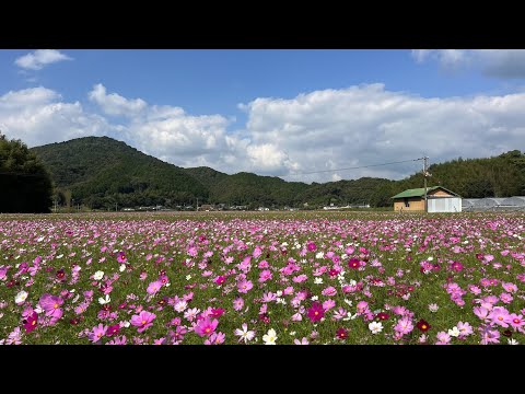 2023/10/16 三分咲き 山田地区の田んぼがコスモスでいっぱいになります