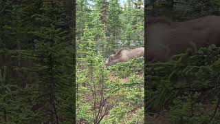 Match Highlights Moose Eating Breakfast #wildlife #nature #moose
