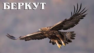 Беркут: Самый крупный орёл Северного полушария | Интересные факты про беркута