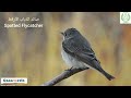 The Spotted Flycatcher The Spotted Flycatcher