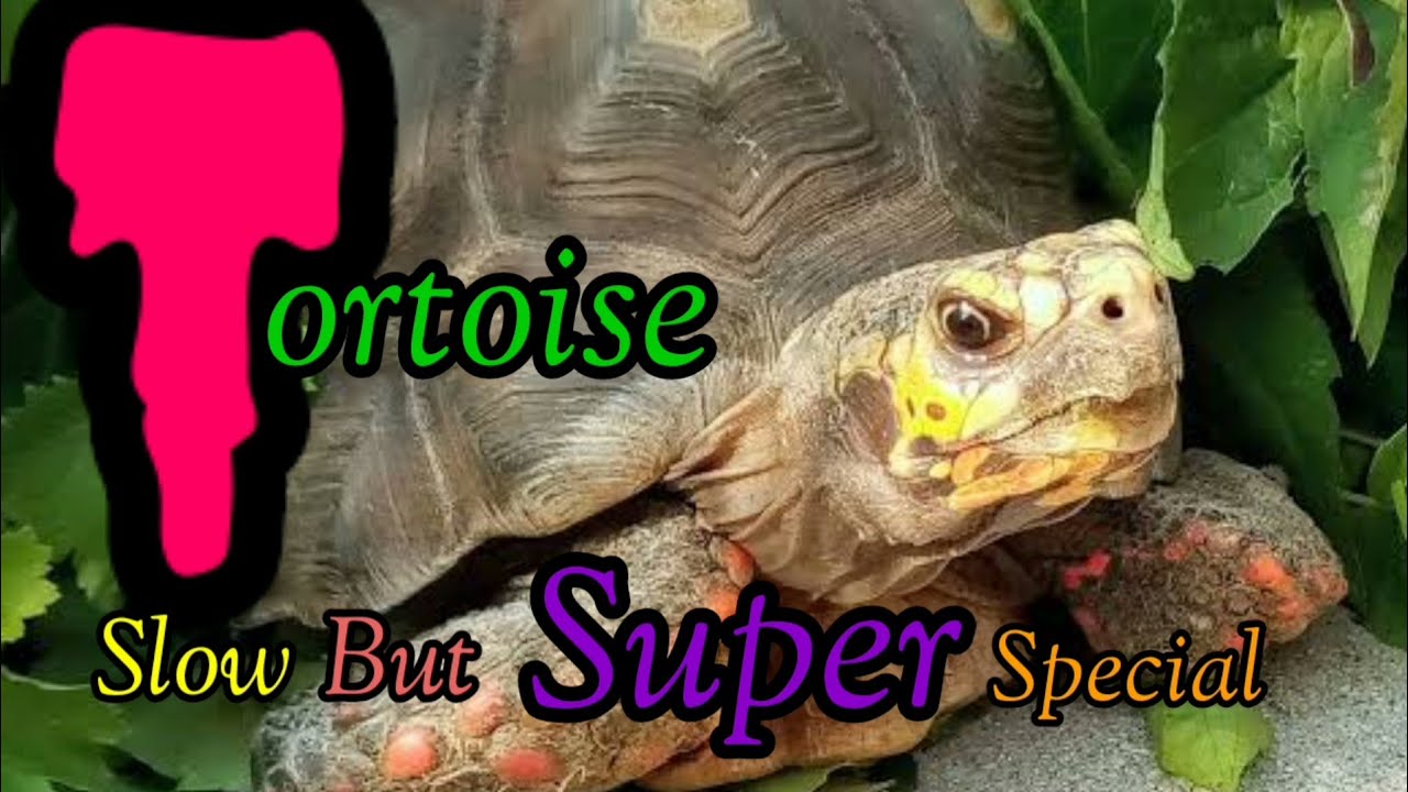 What Makes Tortoises So Special? 15 Fascinating Facts! | Incredible facts about animal | part - 07